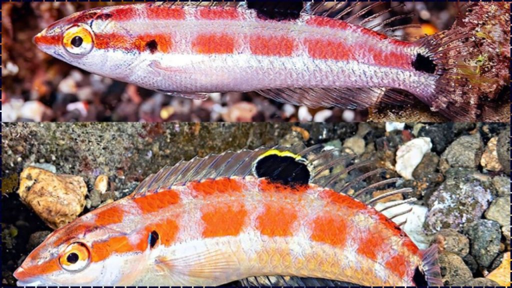 ADN Revela dos Nuevas Especies de pez que Estaban Ocultas a Simple Vista