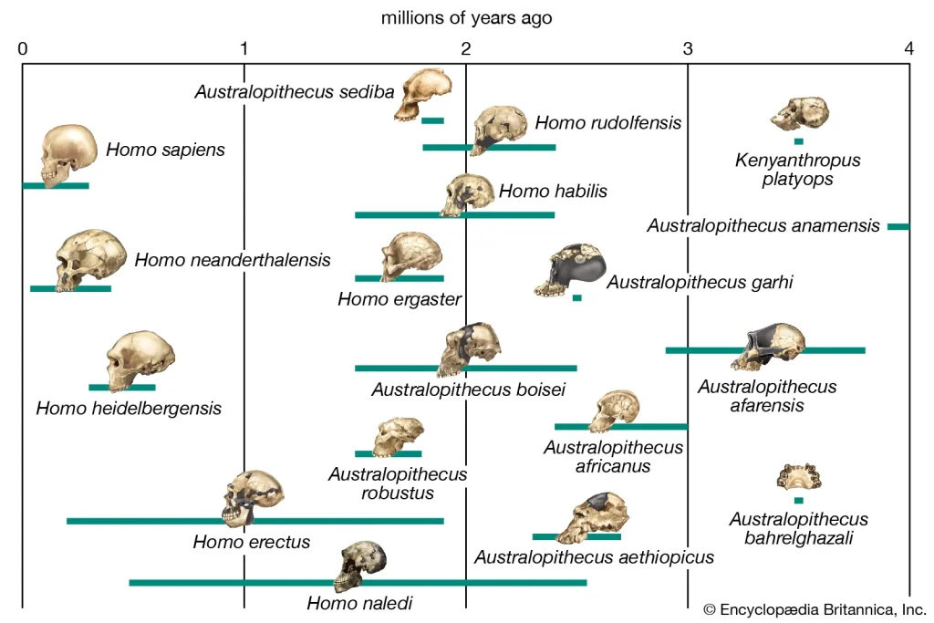 Árbol evolutivo humano (relación entre especies)