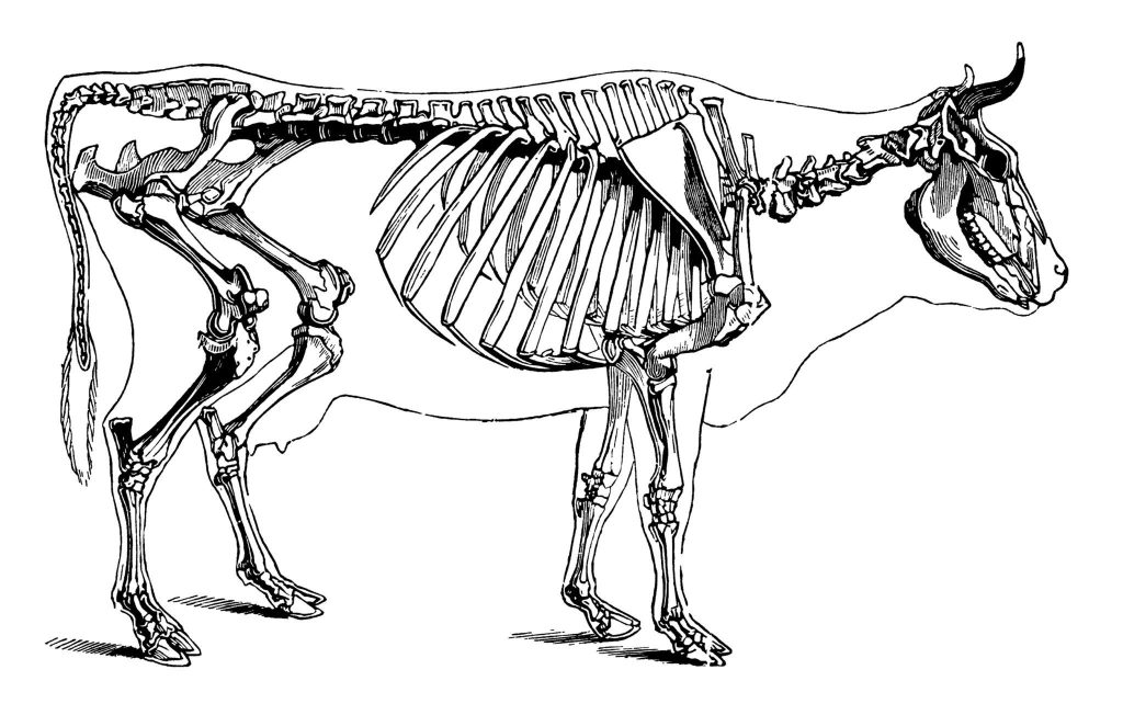 Aurochs Size and Anatomy Diagram