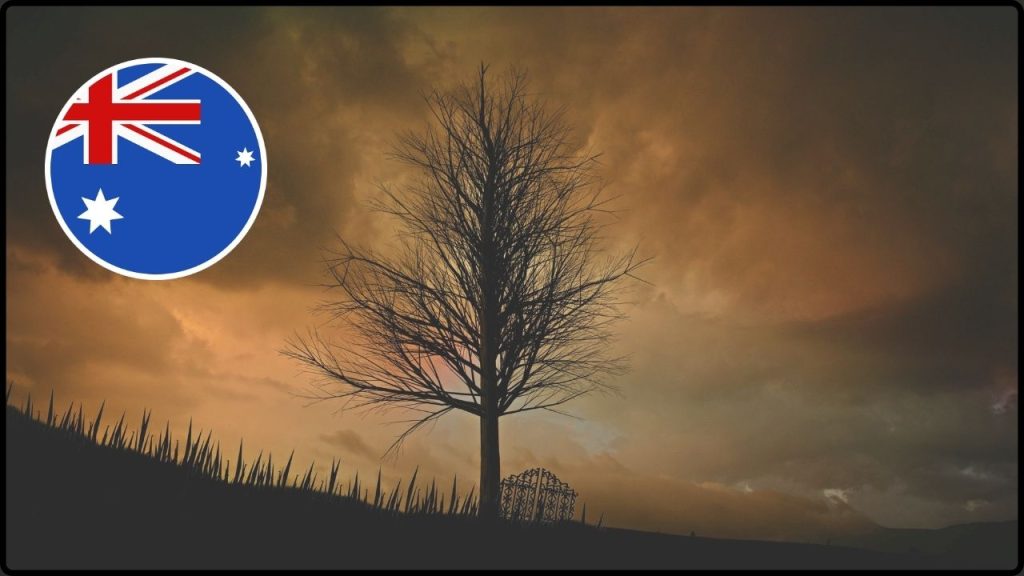 Científicos Intentan Salvar El Árbol Zombi De Australia De Una Enfermedad Mortal