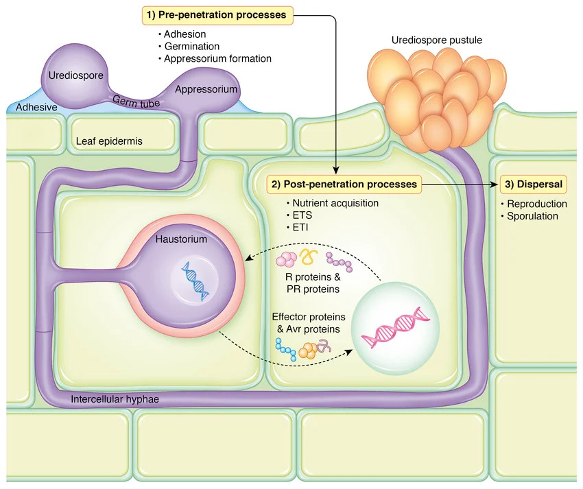 Cómo el hongo afecta al árbol
