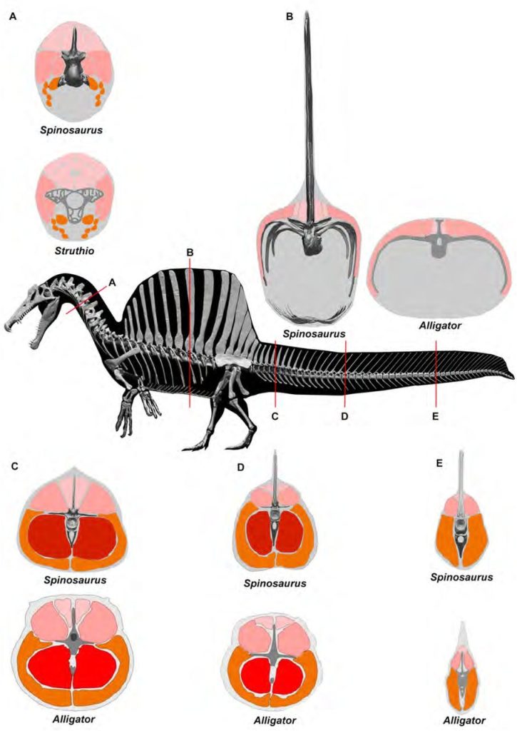 Densidad ósea- clave para entender su estilo de vida