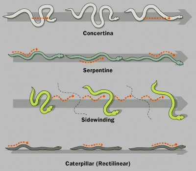 Diagramas de locomoción de serpientes (tipos de movimiento)