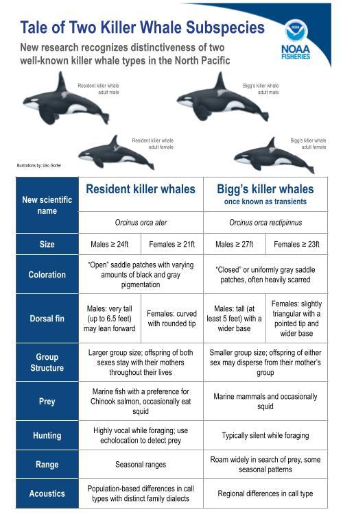 Diferencias entre tipos de orcas