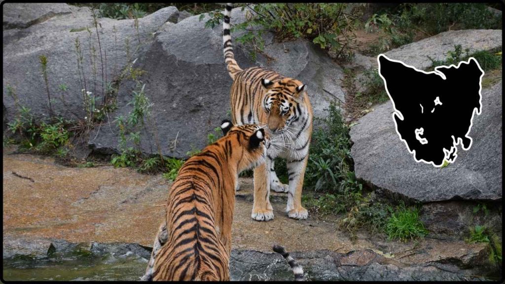 El enigma de los tigres de Tasmania