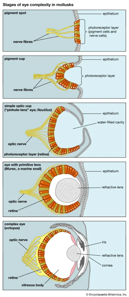 Estructura del ojo primitivo vs moderno