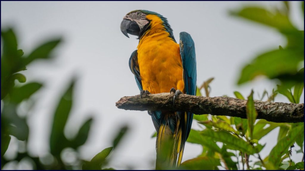 La Élite Del Perú Ya Importaba Loros Exóticos Desde Tierras Lejanas
