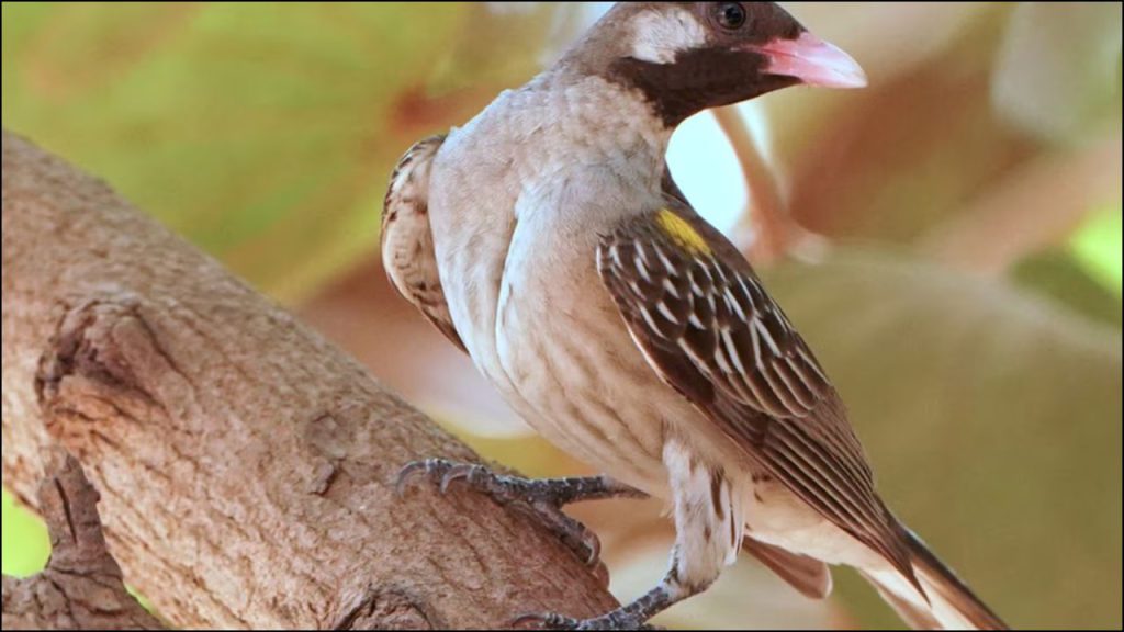 Humanos Y Aves Comparten Un Lenguaje Secreto En Mozambique