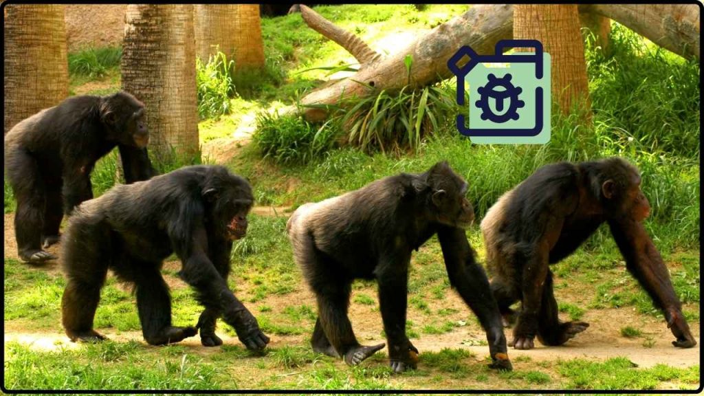 La Impactante Guerra De Chimpancés Que Duró Cuatro Años Y Terminó En Aniquilación