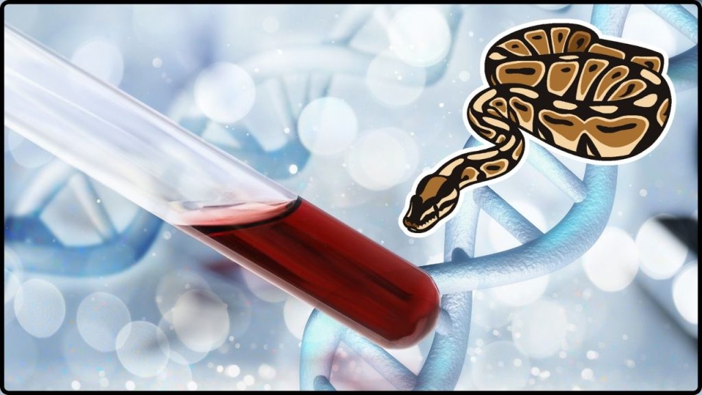 La Molécula De Sangre De Pitón Que Podría Ayudar A Combatir La Obesidad Según Científicos