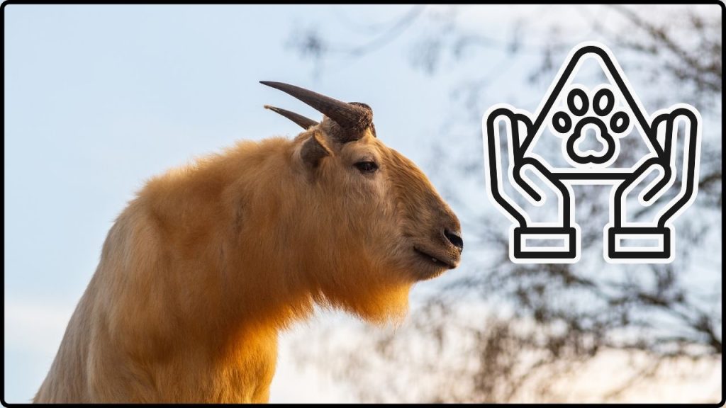 Liebre En Peligro Crítico Aparece Tras 40 Años En Un Hallazgo Inesperado