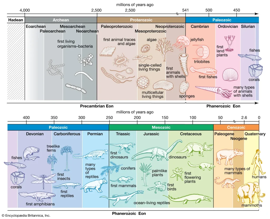 Línea de tiempo de la evolución y el periodo Cámbrico
