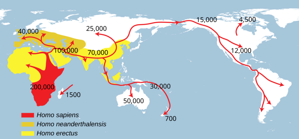 Línea temporal de migración y encuentro entre especies