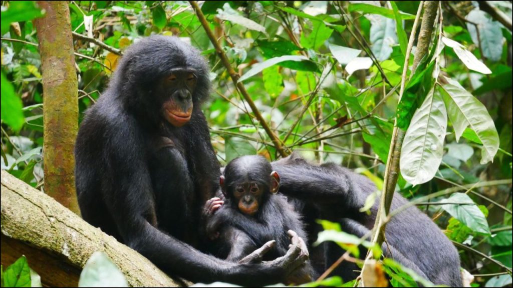 Los Bonobos Son Tan Agresivos Como Los Chimpancé