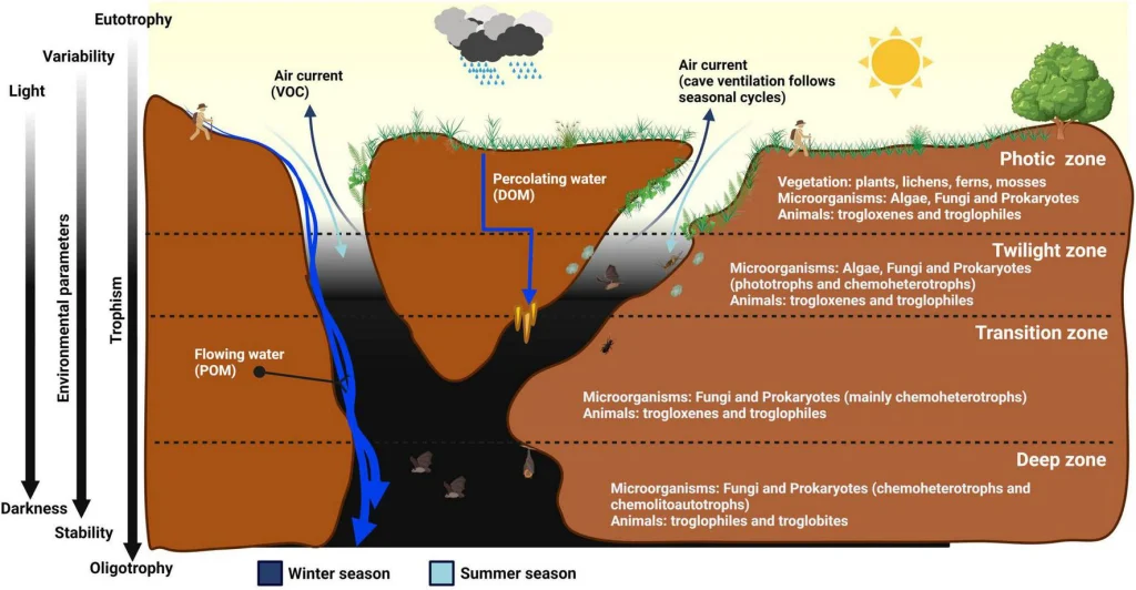 Microbial Ecosystem & Nutrient Limitation