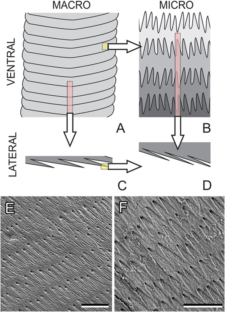 Microestructura de escamas y fricción (clave del “truco”)