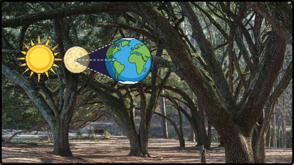 Nuevo Estudio Desmiente La Idea De Que Los Árboles Puedan Detectar Un Eclipse Solar