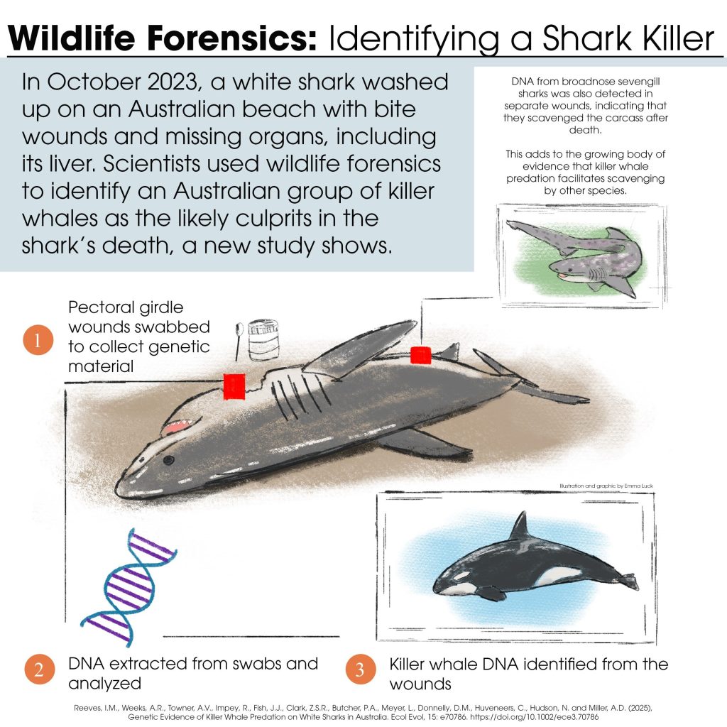 Orca predation & behavioral impact visuals