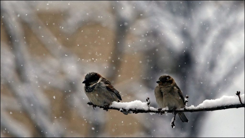 Tres Zonas De EE UU Ven Caída Acelerada De Aves