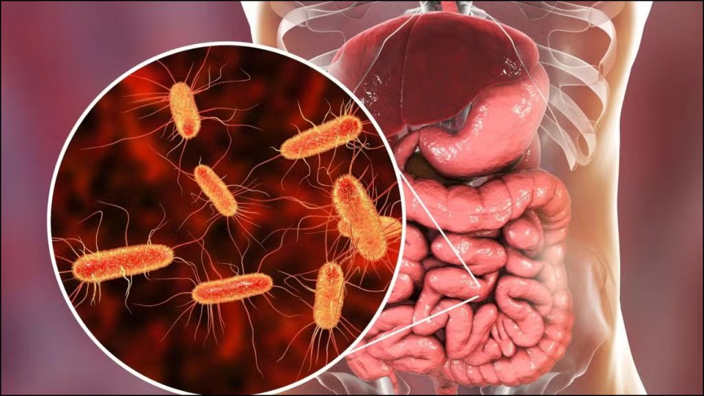 Un Microbio Del Intestino Podría Ser La Clave Para Tener Más Fuerza Muscular