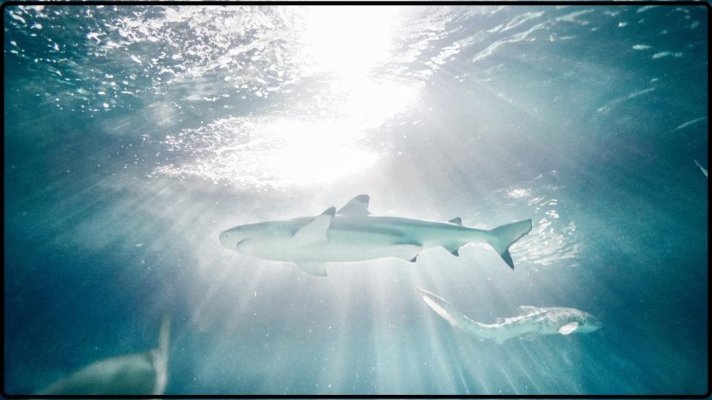 Una Razón Inesperada Está Alejando A Los Tiburones Blancos De Su Hábitat Natural