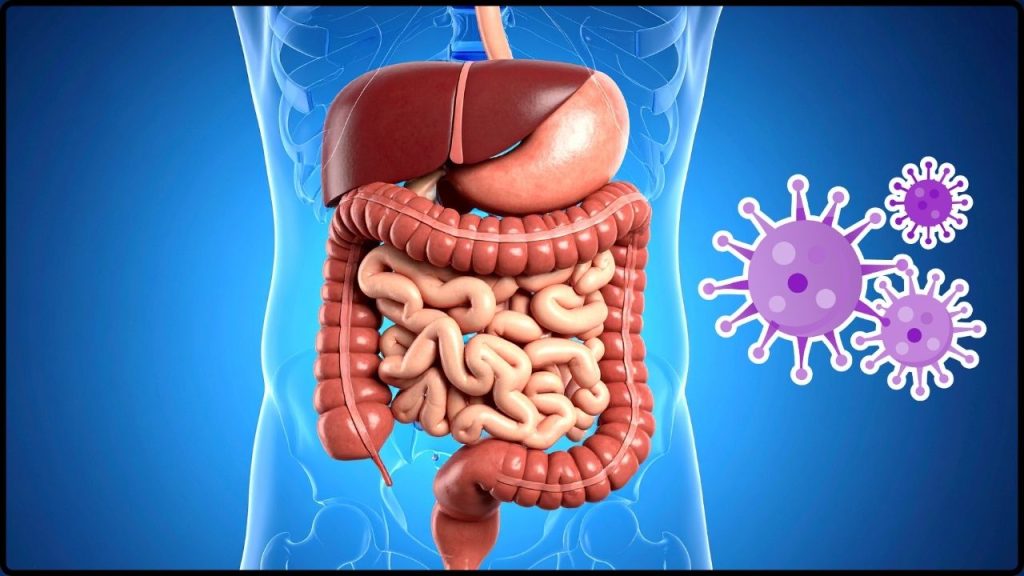 Virus Intestinales Podrían Ayudar A Controlar El Azúcar En Sangre Según Estudio