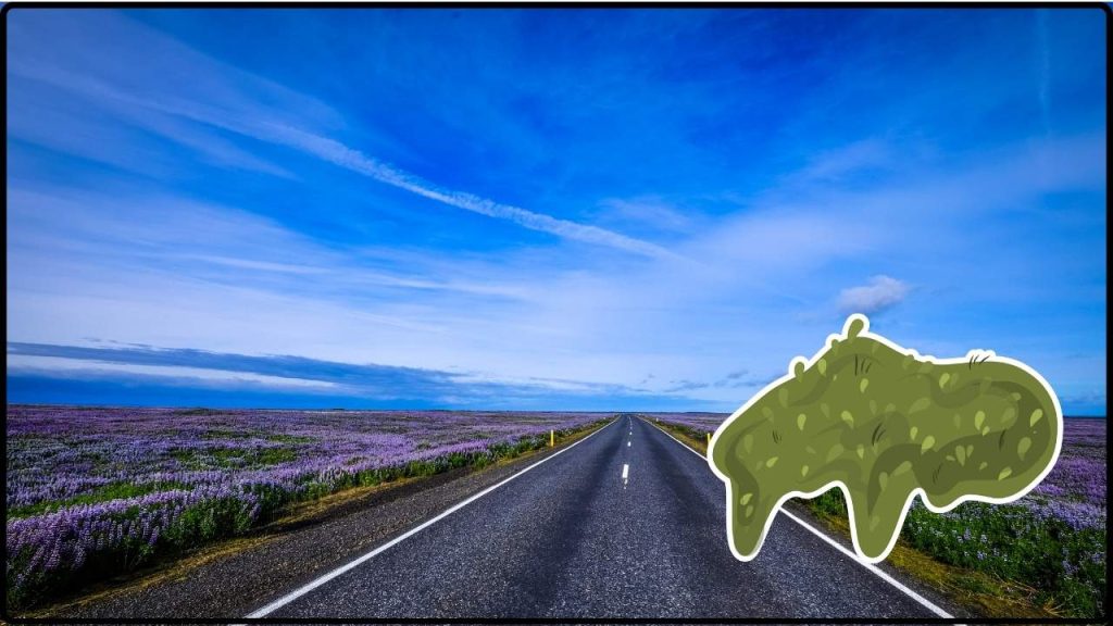 el musgo podría transformar las carreteras y combatir la contaminación