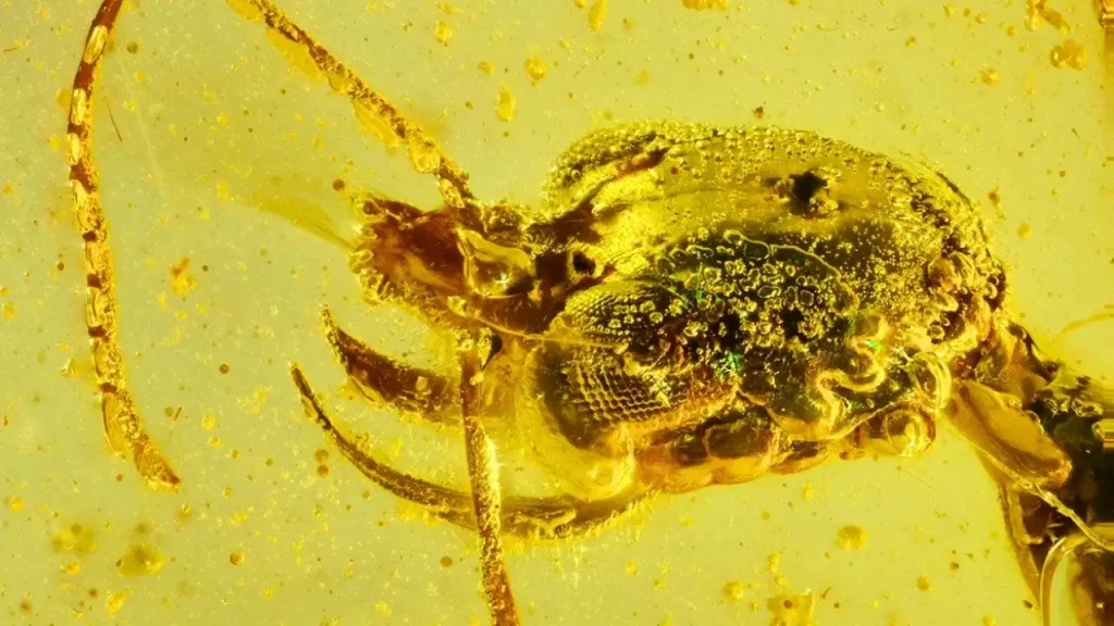 Un Fósil De Hormiga Del Infierno Resuelve Un Misterio