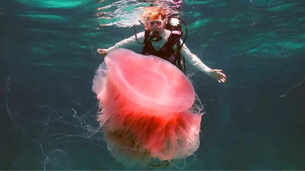 Una Extraña Medusa Rosa Gigante