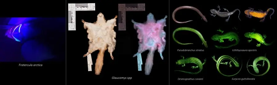 La biofluorescencia en mamíferos