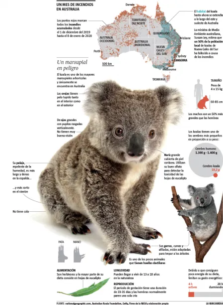 Koalas 