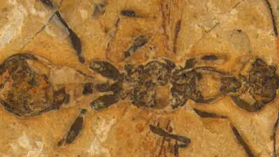 Fósil De Hormiga Del Infierno