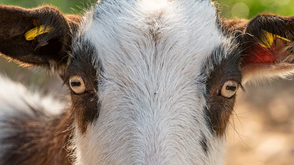 Pupilas horizontales