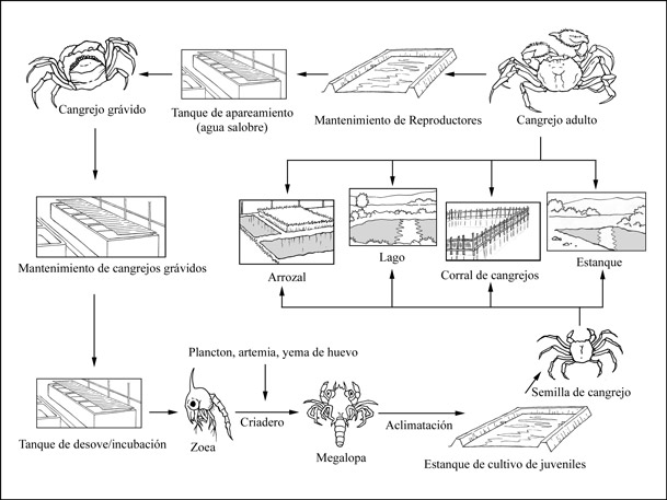 Enfrentamientos Reales