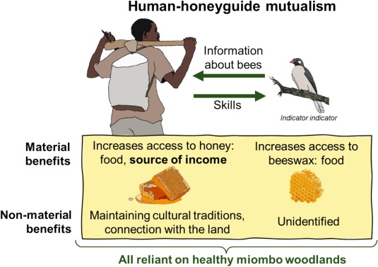 Importancia ecológica del honeyguide