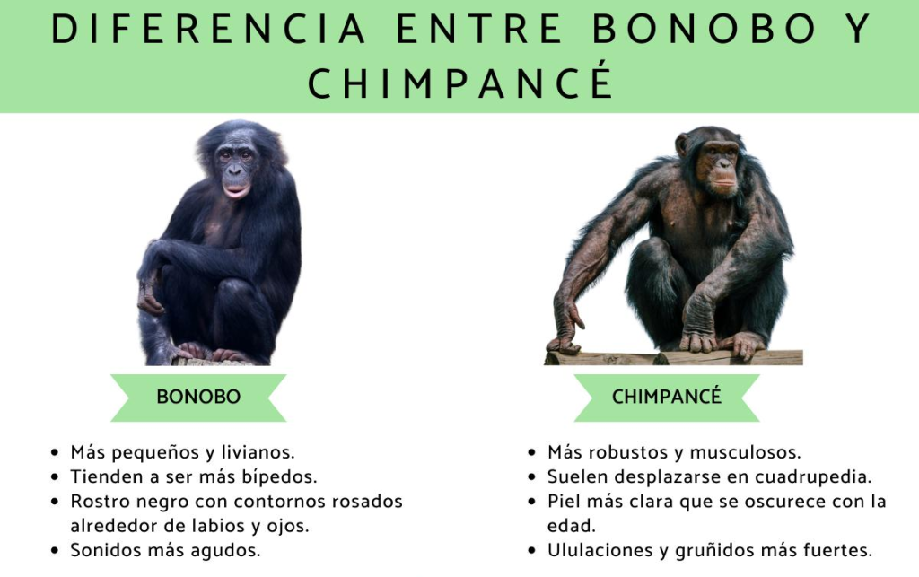 Diferencias clave