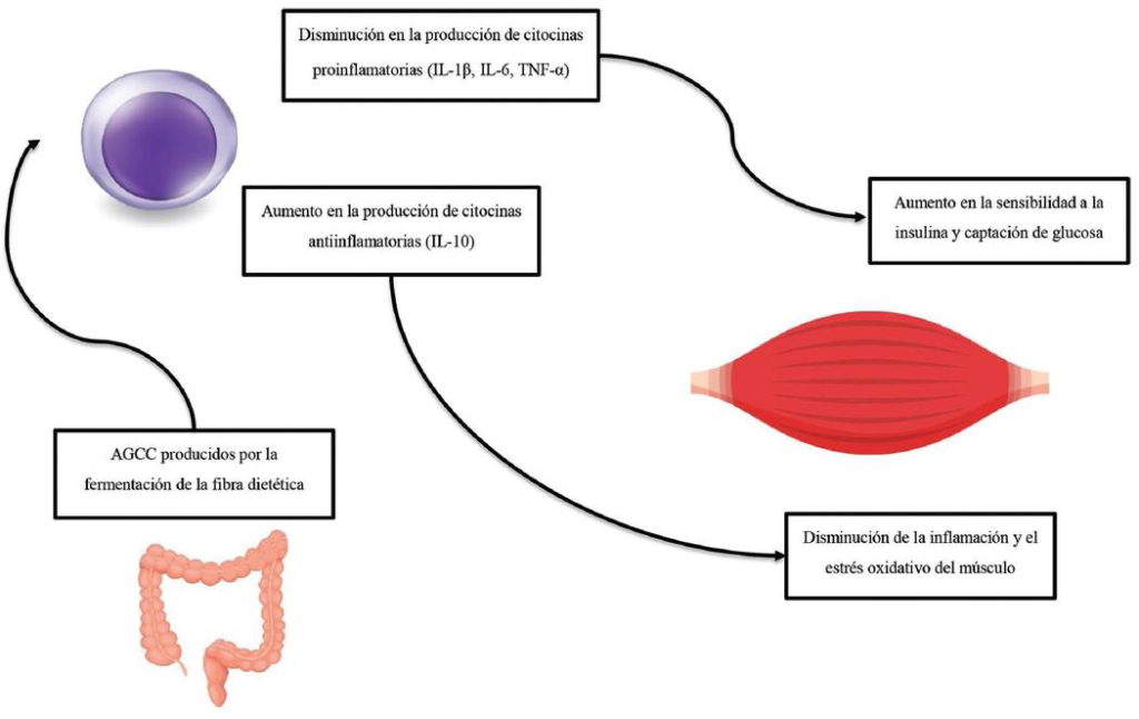 Cómo influye el intestino en los músculos