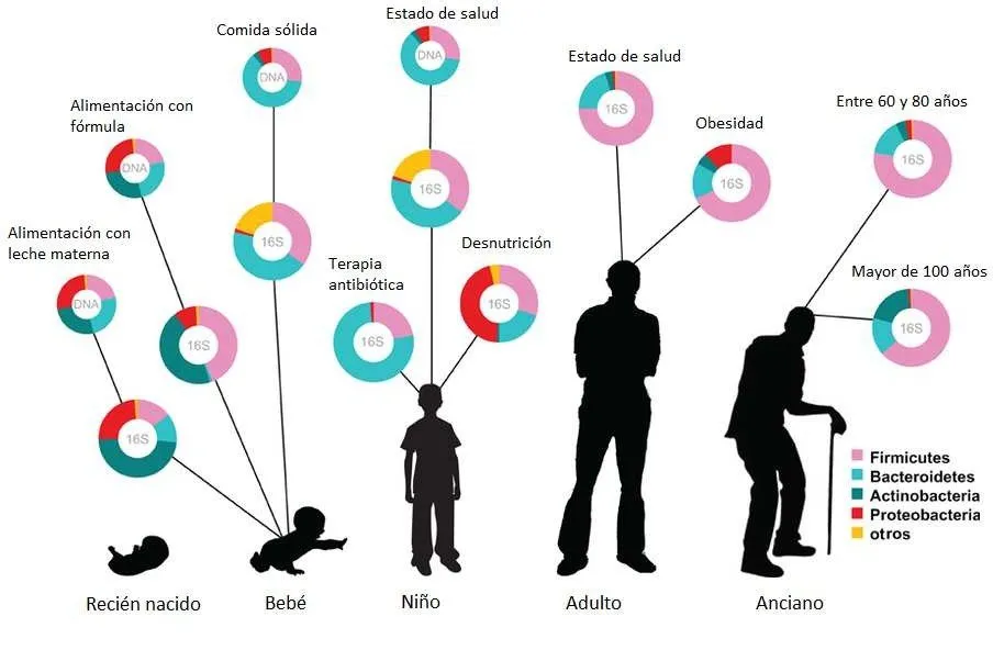 Implicaciones para el envejecimiento y la sarcopenia