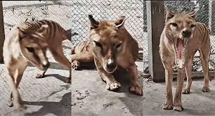 Evidencia Evolutiva