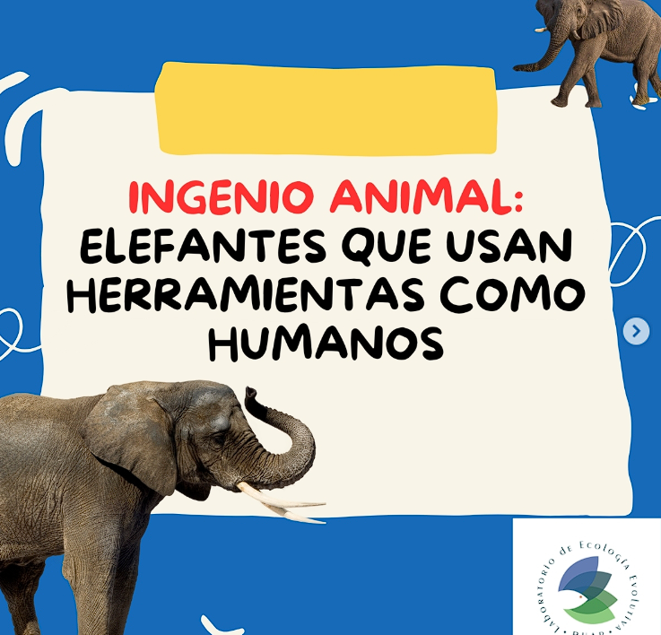 Cómo Se Realizó El Estudio