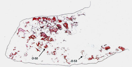 las primeras migraciones humanas