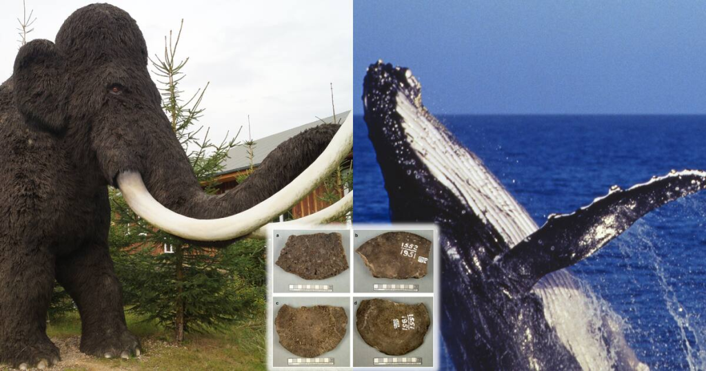  Buscaban Mamuts Y Encontraron Ballenas