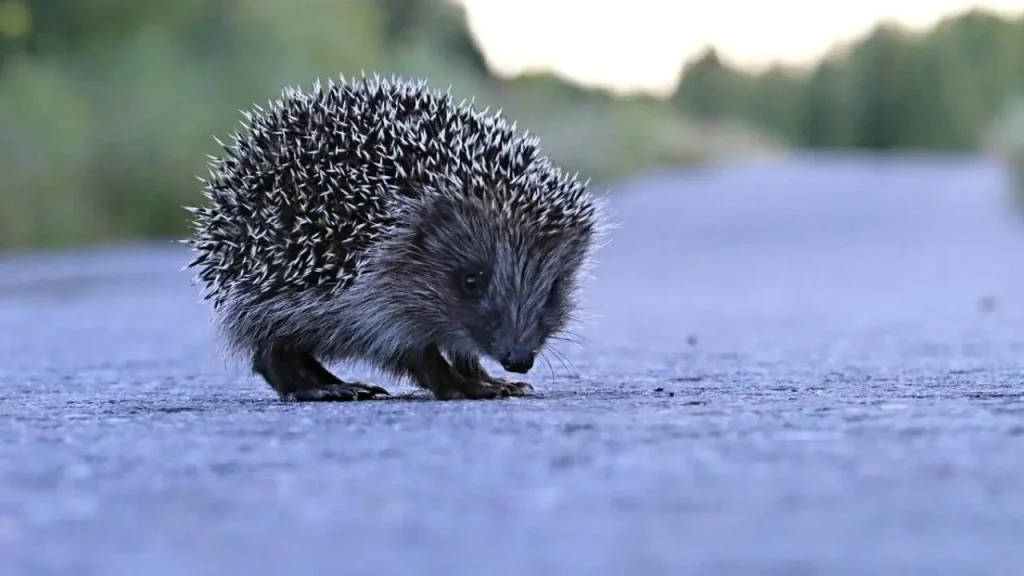 Erizos Pueden Escuchar Ultrasonidos Y Podría Ayudar a Evitar Accidentes