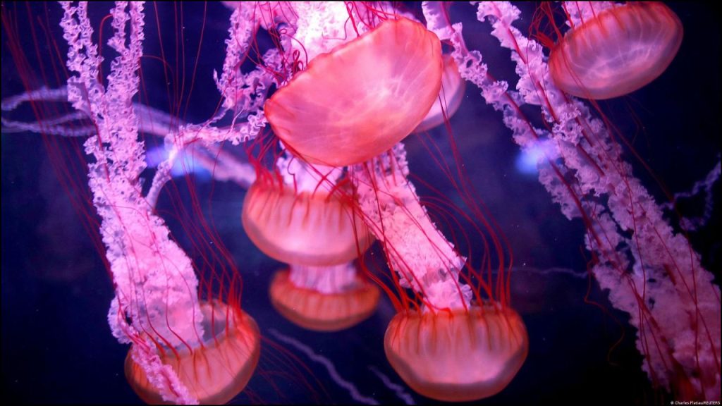 Medusas De Profundidad Intriga