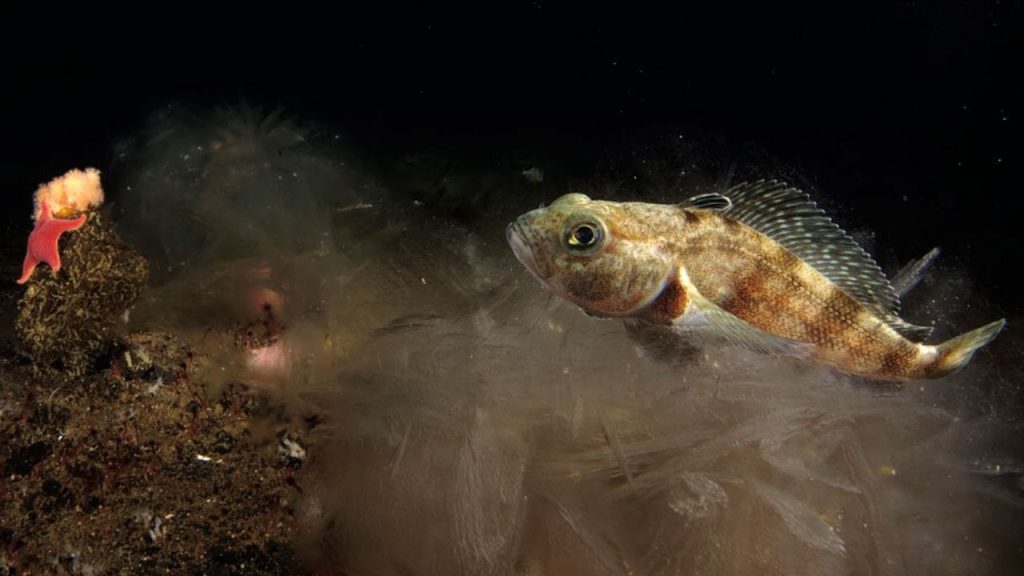 Extrañas comunidades geométricas