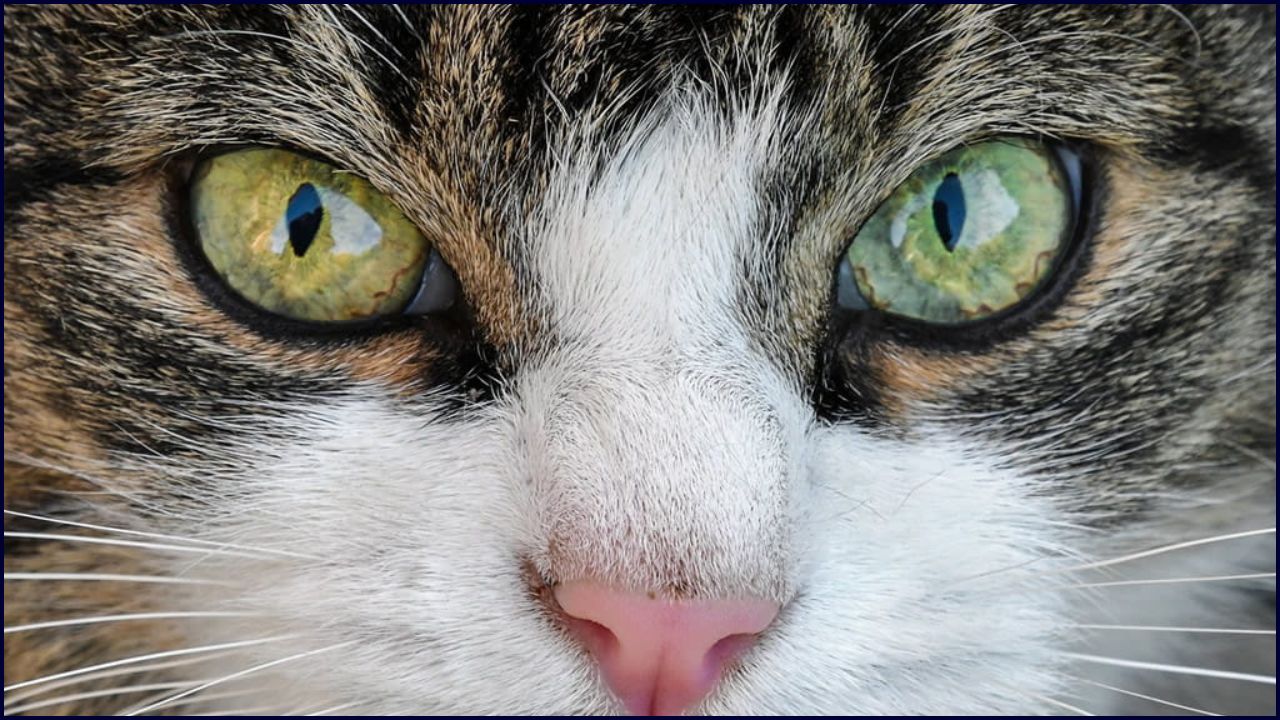 Por Qué Los Animales Tienen Pupilas De Diferentes Formas