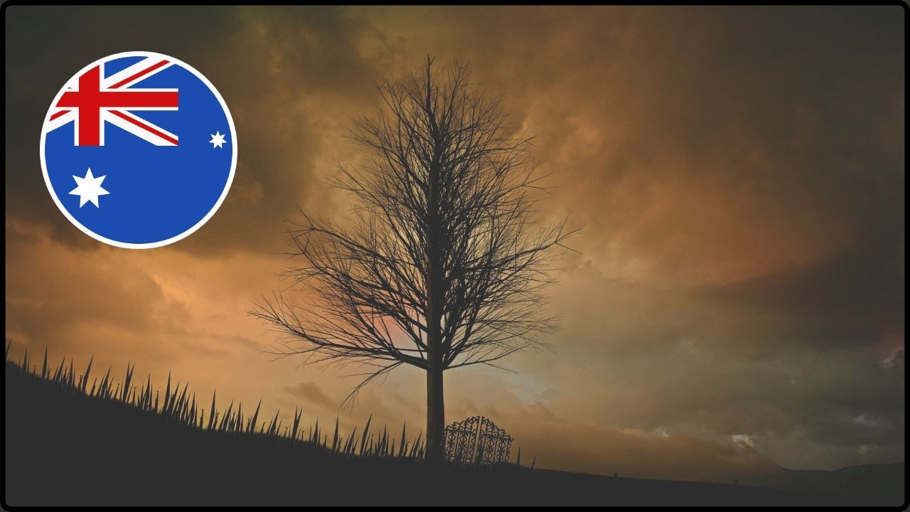 Científicos Intentan Salvar El Árbol Zombi De Australia De Una Enfermedad Mortal