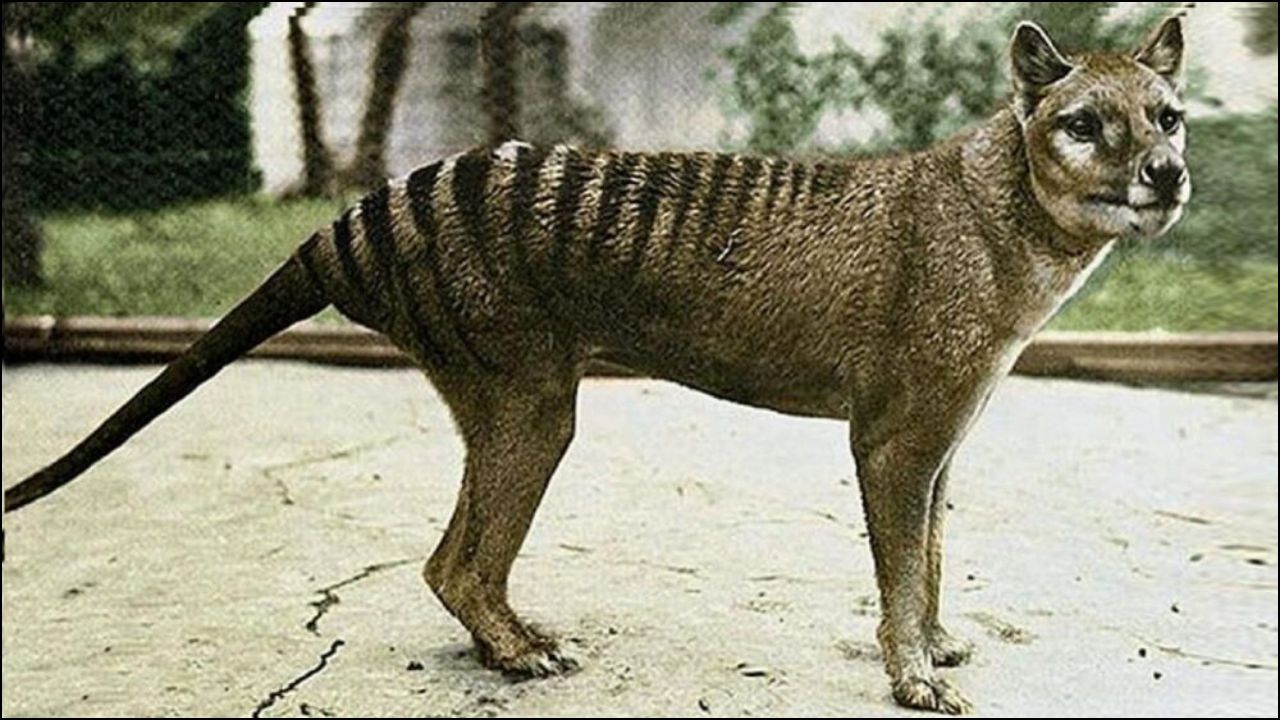El misterio de los tigres de Tasmania
