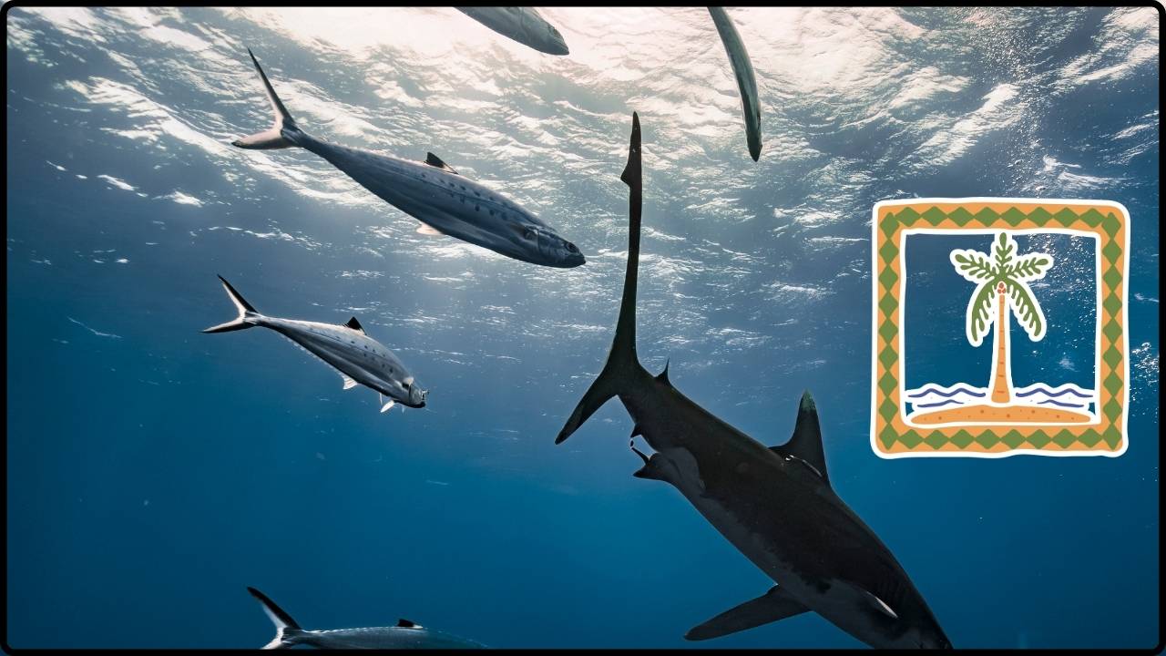 Tiburones En Bahamas Están Absorbiendo Sustancias Inusuales