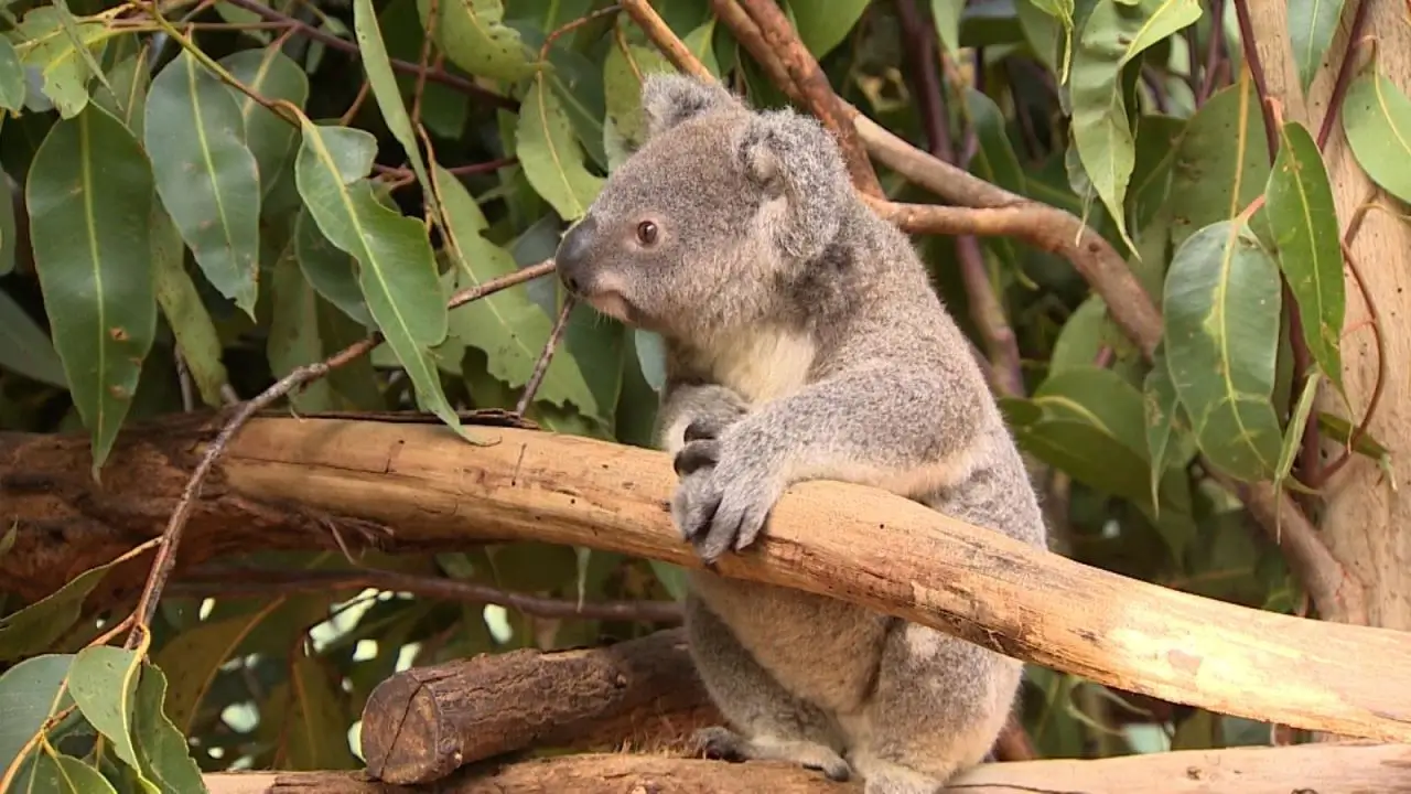 Futuro de Los Koalas